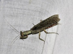 Tarachodes sanctus