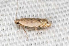 Battaristis concinnusella