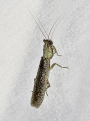 Tarachodes sanctus