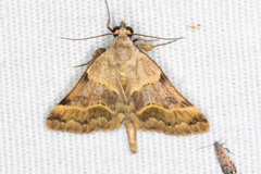 Hemeroplanis incusalis