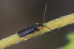 Cantharis tuberculata