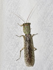 Tarachodes sanctus