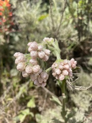 Pseudognaphalium ramosissimum