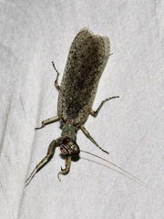 Tarachodes sanctus