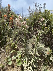 Pseudognaphalium ramosissimum