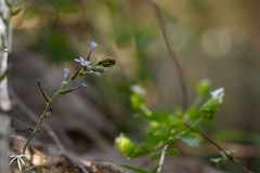 Plumbago caerulea