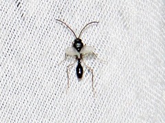 Ocymyrmex