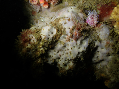 Membranobalanus orcutti