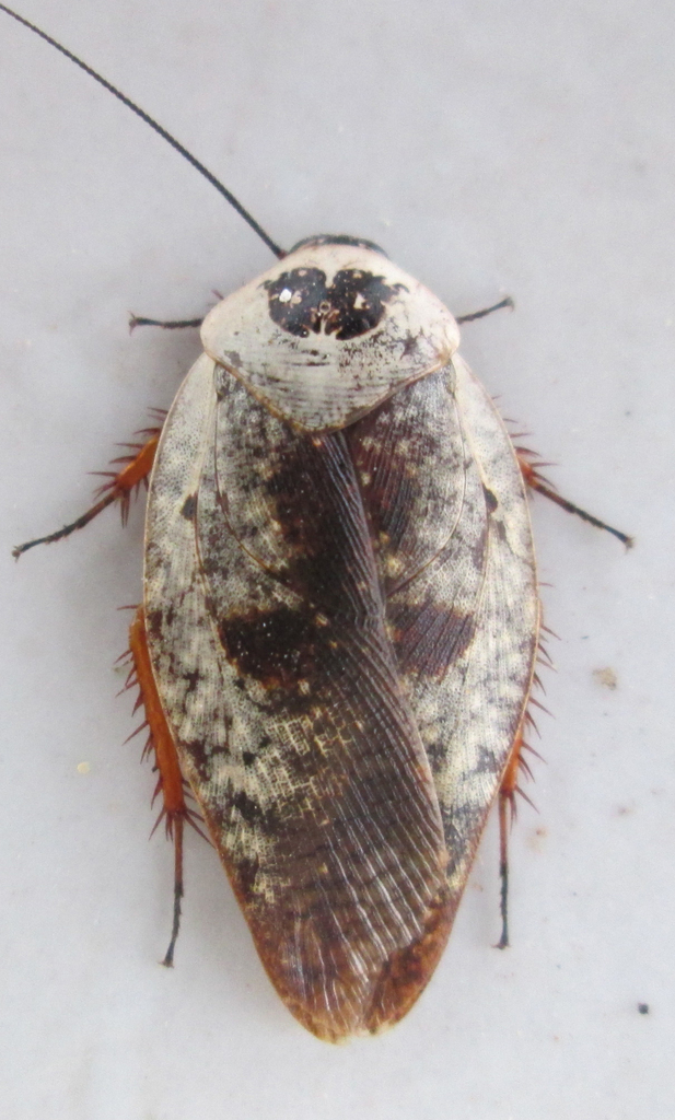 Ghost Porcelain Roach
