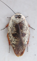 Gyna caffrorum