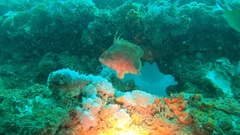 Pteragogus enneacanthus