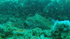 Pteragogus enneacanthus