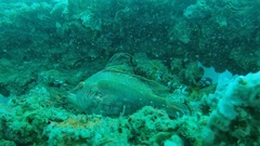 Pteragogus enneacanthus