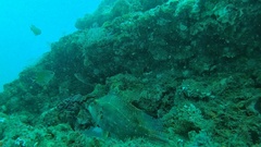 Pteragogus enneacanthus