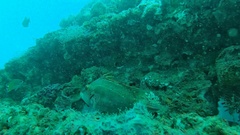 Pteragogus enneacanthus