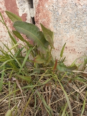 Rumex aquaticus