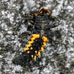 Harmonia axyridis