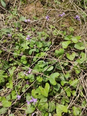Viola hamiltoniana