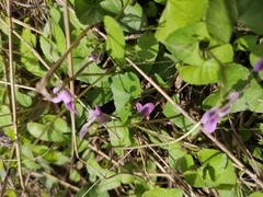 Viola hamiltoniana