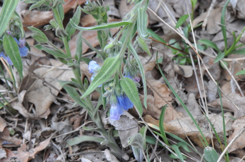 Mertensia lanceolata var. secundorum