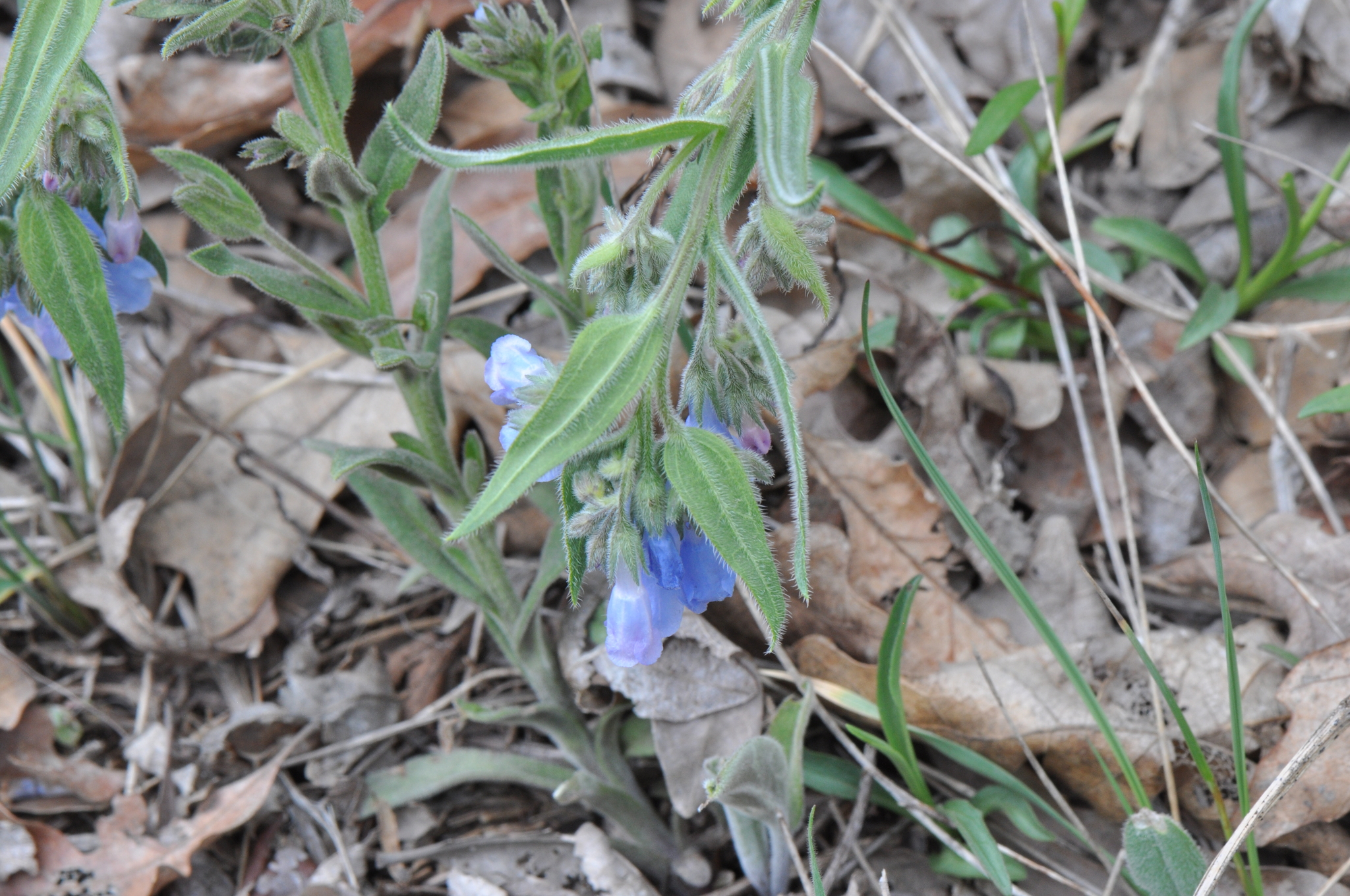 Mertensia lanceolata var. secundorum