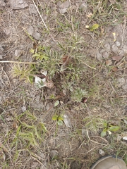 Heracleum sphondylium sibiricum