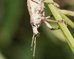 Leptopius robustus