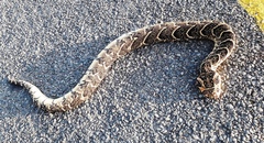 Bitis arietans arietans