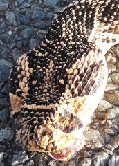 Bitis arietans arietans