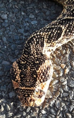 Bitis arietans arietans