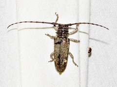 Prosopocera