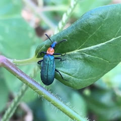 Prionocerus coeruleipennis