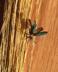 Prionocerus coeruleipennis