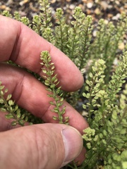Lepidium oblongum