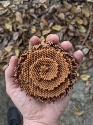 Charcoal Stingless Bee