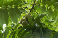 Juglans neotropica