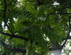 Juglans neotropica