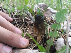Morchella angusticeps
