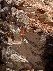 Formica dakotensis