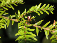 Pityohyphantes rubrofasciatus
