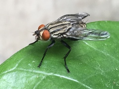 Sarcophagidae