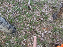Morchella angusticeps