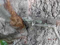 Tillandsia recurvata