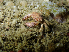 Paraxanthias taylori