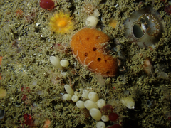 Amphimedon trindanea