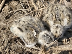 Recurvirostra avosetta