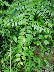 Ziziphus oenopolia