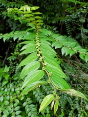 Ziziphus oenopolia