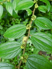 Ziziphus oenopolia