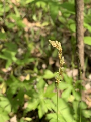 Carex deweyana